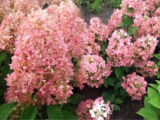 Hydrangea paniculata 'Magical Andes' Skarainā hortenzija